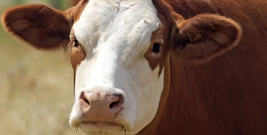 We grow fresh, organic produce using clean methods that protect nature, healthy food.